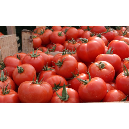 Aynaz F1 Sırık Domates Fidesi