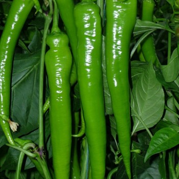 Bafra F1  Sivri Biber Fidesi