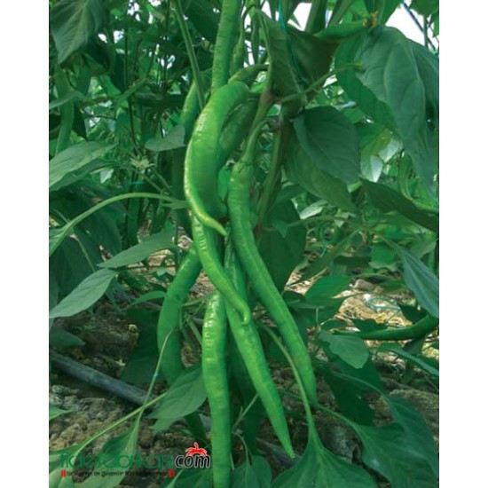 Balca F1 Tatlı Sivri Biber Fidesi