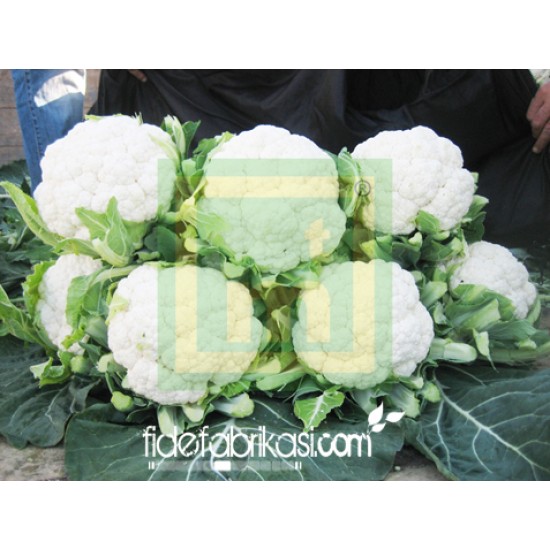 Barcelona F1 Karnabahar Fidesi