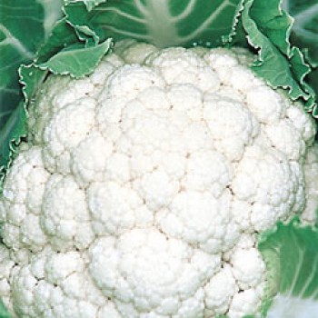 Belot F1 Karnabahar Fidesi