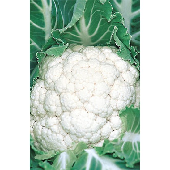 Belot F1 Karnabahar Fidesi