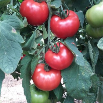 Bigmek F1 Domates Fidesi