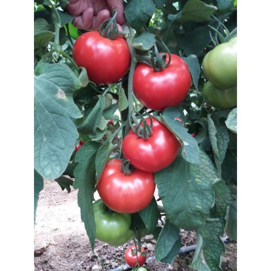 Bigmek F1 Domates Fidesi