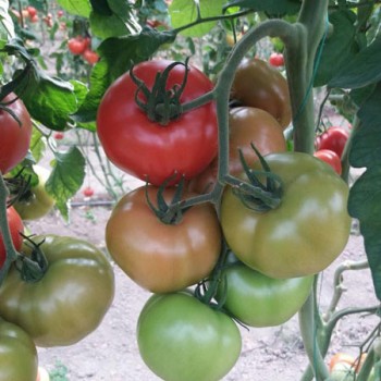 Bigmek F1 Domates Fidesi