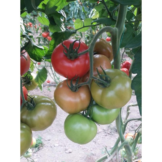 Bigmek F1 Domates Fidesi