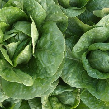 Bitez Yedikule Düz Marul Fidesi