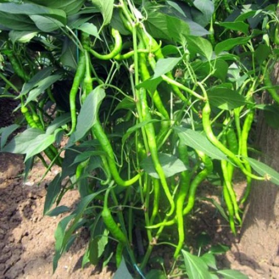 Bitter F1 Acı Kıl Sivri Biber Fidesi