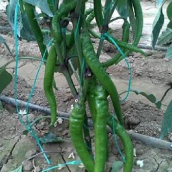 Börte F1 Tatlı Sivri Biber Fidesi