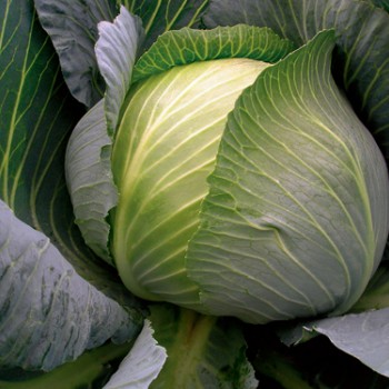 Bowie F1 Beyaz Lahana Fidesi