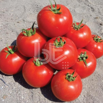 Bt 236 F1 Oturak Domates Fidesi