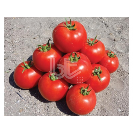 Bt 236 F1 Oturak Domates Fidesi