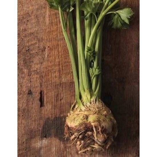 Çanakkale Kök Kereviz Fidesi