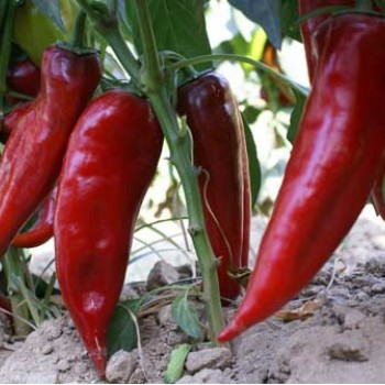 Capello F1 Kapya Biber Fidesi