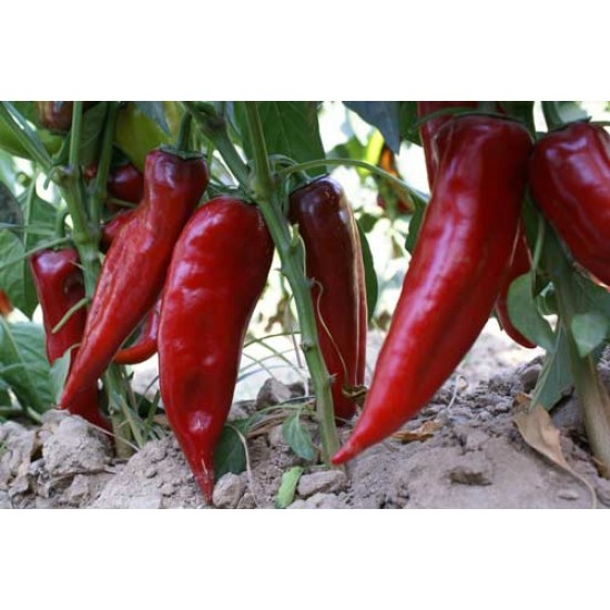 Capello F1 Kapya Biber Fidesi