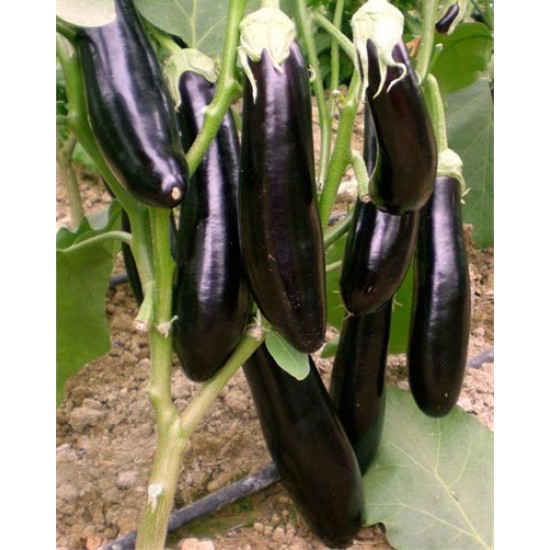 Çelebi F1 Patlıcan Fidesi