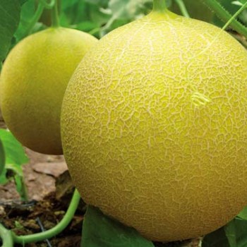 Çıtırex F1 Kavun Fidesi