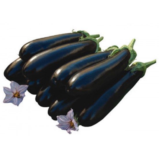 Corsica F1 Patlıcan Fidesi