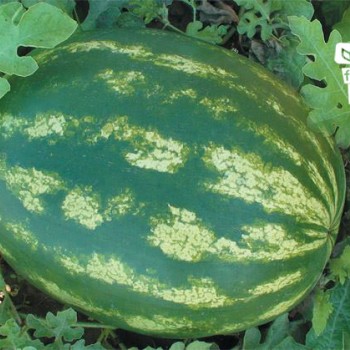 Crimson Tide F1 Karpuz Fidesi