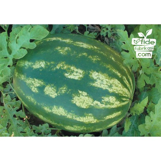 Crimson Tide F1 Karpuz Fidesi