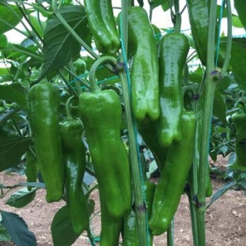 Dilek F1 Üçburun Biber Fidesi