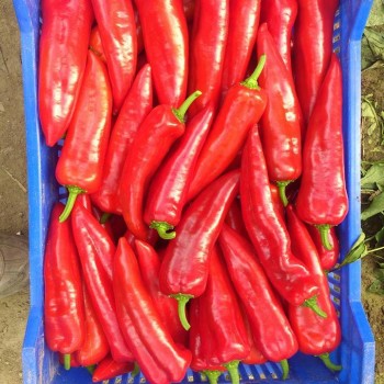 Diyar F1 Kapya Biber Fİdesi