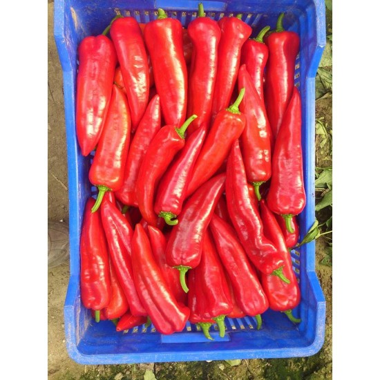 Diyar F1 Kapya Biber Fİdesi