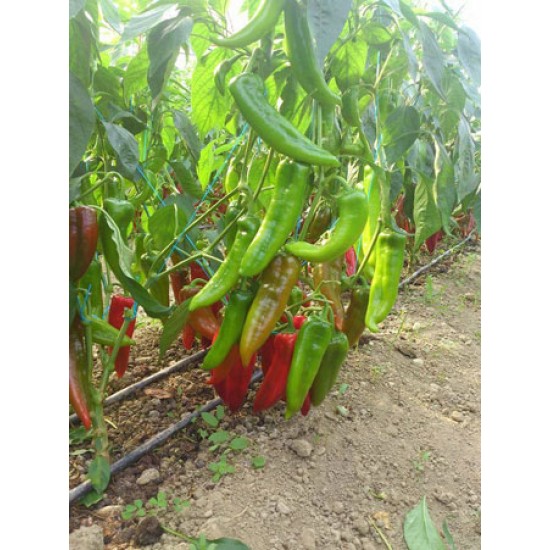 Diyar F1 Kapya Biber Fİdesi