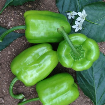 Doğanay F1 Dolma Biber Fidesi