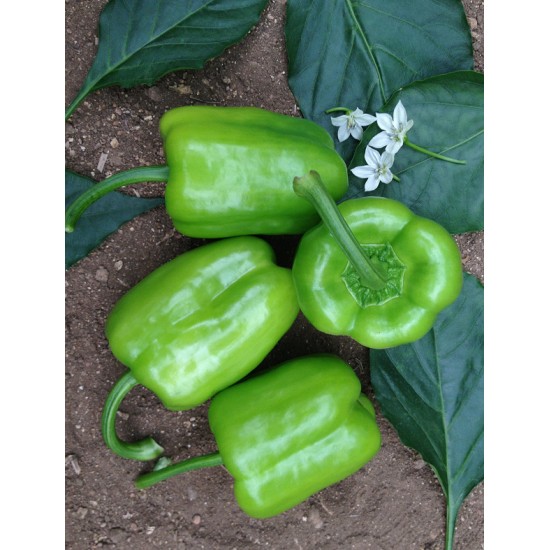 Doğanay F1 Dolma Biber Fidesi