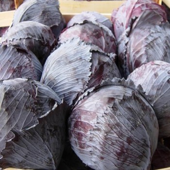 Dore F1 Kırmızı Lahana Fidesi