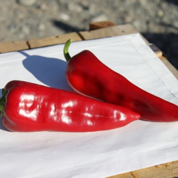 Doruk F1 Kapya Biber Fidesi