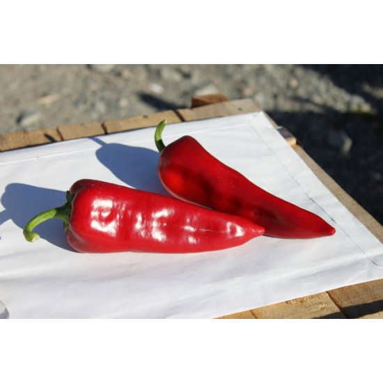 Doruk F1 Kapya Biber Fidesi