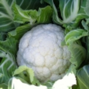 Eflatun F1 Karnabahar Fidesi