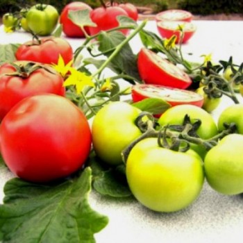 Egemen F1 Oturak Domates Fidesi