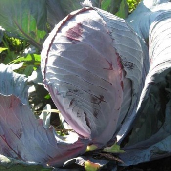 Emon F1 Kırmızı Lahana Fidesi