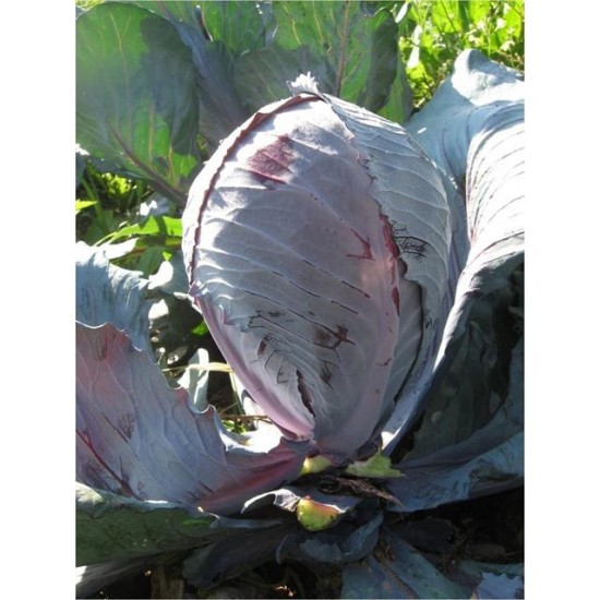 Emon F1 Kırmızı Lahana Fidesi