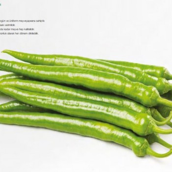 Erciyes F1 Demre Sivri Biber Fidesi