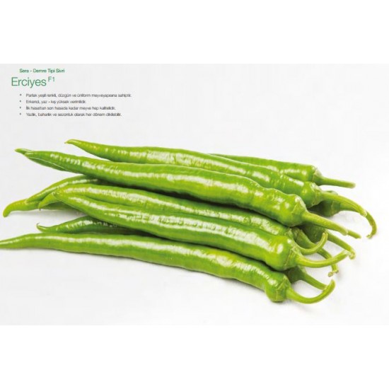 Erciyes F1 Demre Sivri Biber Fidesi