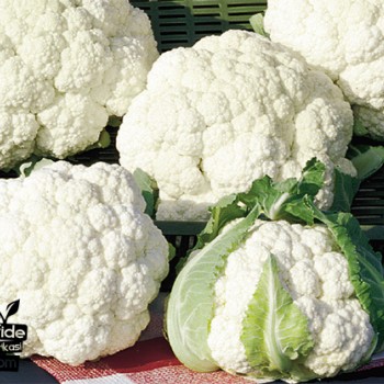 Fargo F1 Karnabahar Fidesi