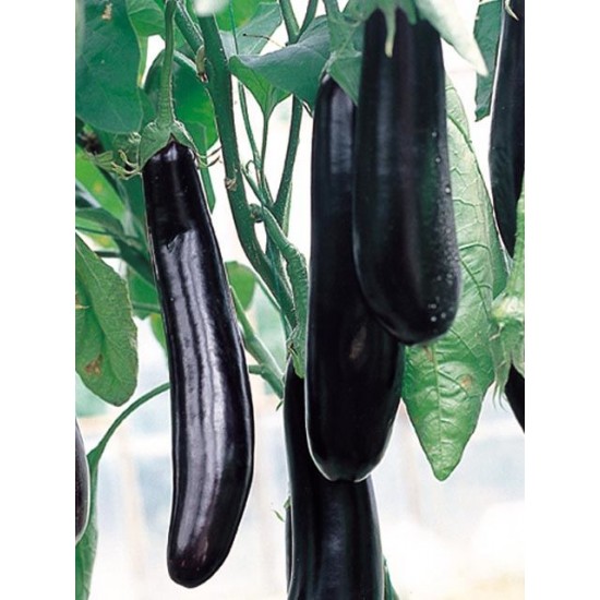 Faselis F1 Uzun Patlıcan Fidesi