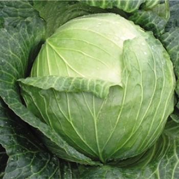 Fieldglory F1 Beyaz Lahana Fidesi