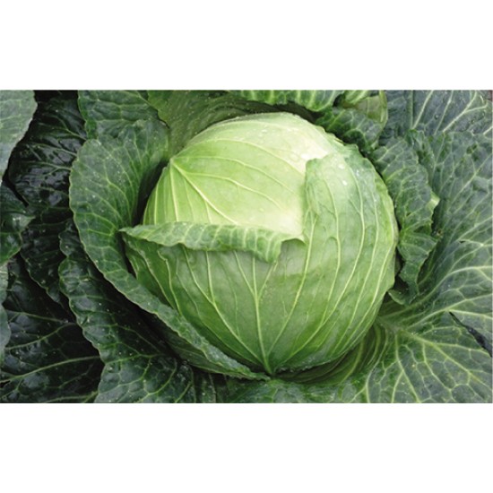 Fieldglory F1 Beyaz Lahana Fidesi