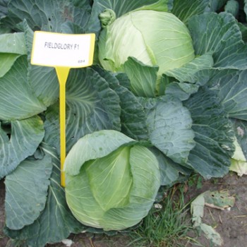 Fieldglory F1 Beyaz Lahana Fidesi