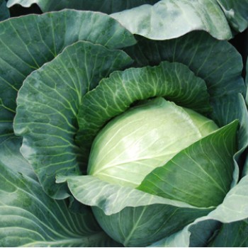 Fieldrocket F1 Beyaz Lahana Fidesi