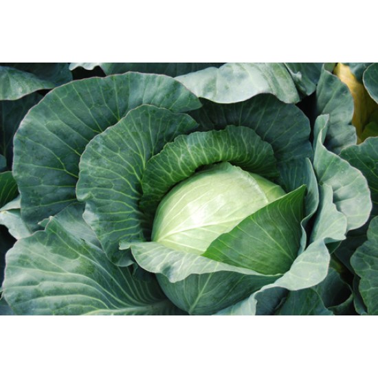 Fieldrocket F1 Beyaz Lahana Fidesi