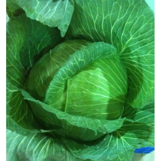 Gabari F1 Beyaz Lahana Fidesi