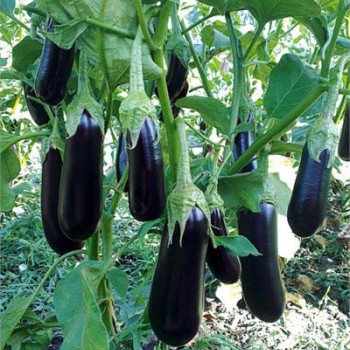 Görkem F1 Patlıcan Fidesi