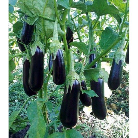 Görkem F1 Patlıcan Fidesi