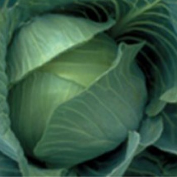 Grandslam F1 Beyaz Lahana Fidesi 